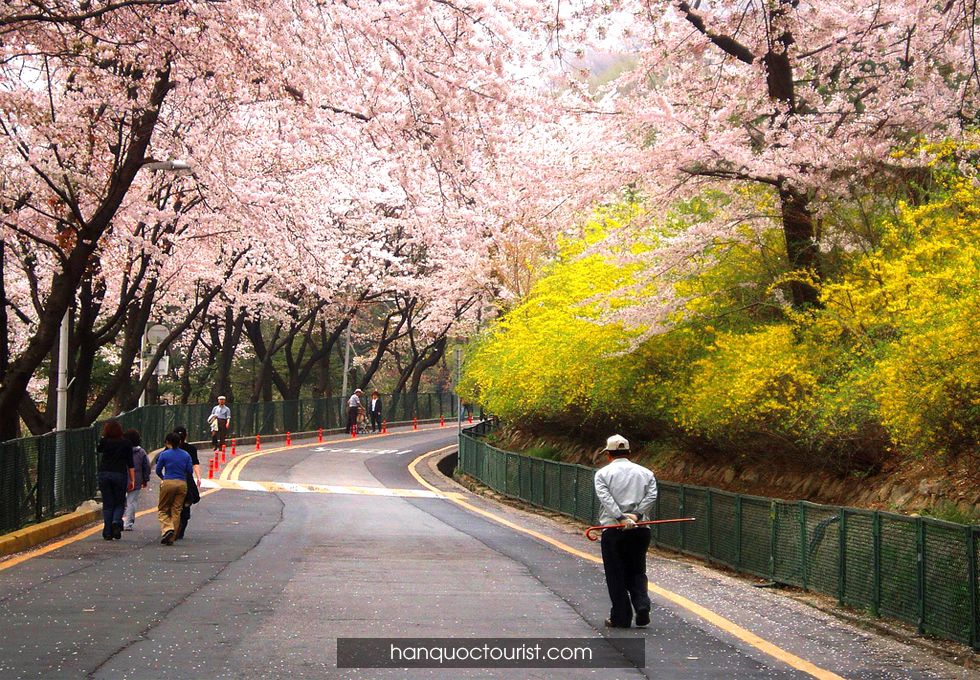du lịch Hàn Quốc mùa hoa anh đào
